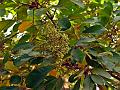 Notched Leaf Soapnut